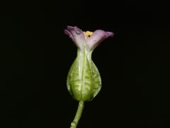 fleur, vue latérale